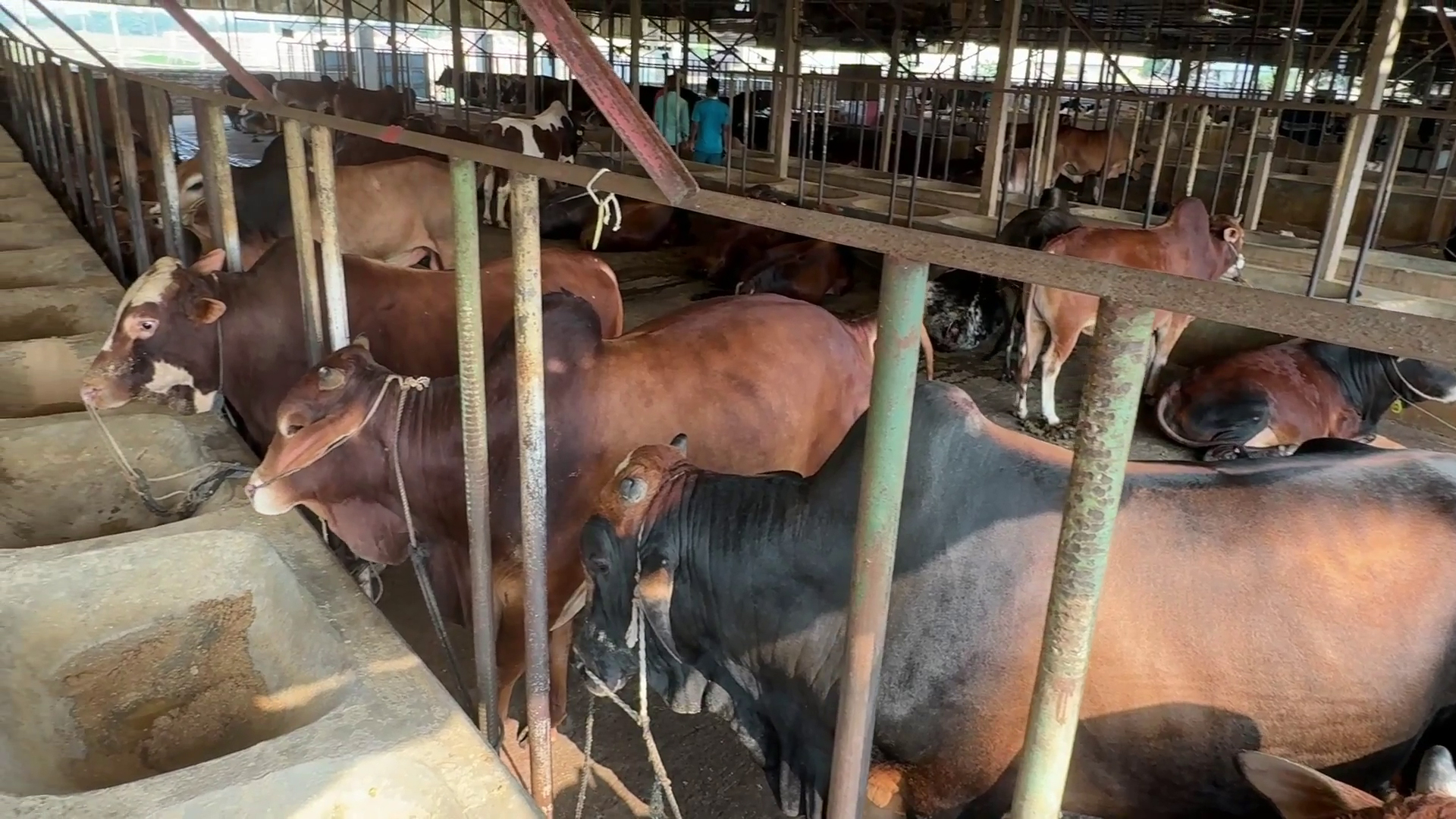 Ershad Uddin expects to sell sacrificial cows worth Tk 3 crore from JC Agro Farm again